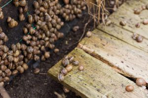 Snail Farming Business